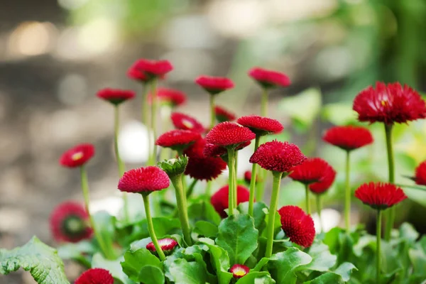 Beautiful blooming flowers — Stock Photo, Image