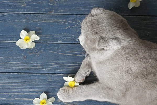 Niedliche Katze mit Blumen — Stockfoto