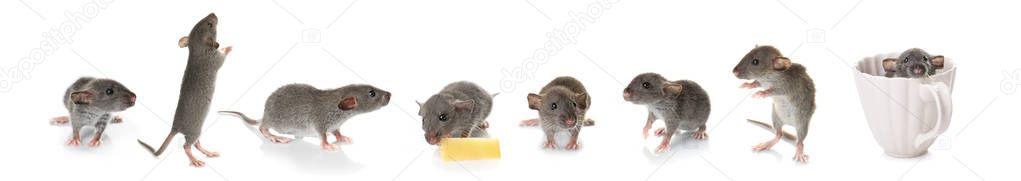 Cute rats collection