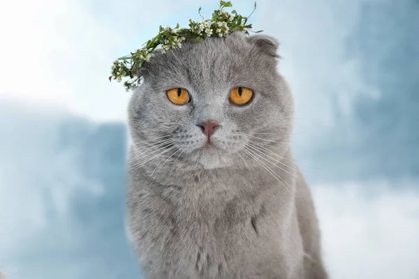 Cute cat with wreath — Stock Photo, Image