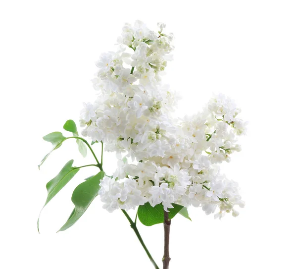 Gren av vackra lila blommor på vit bakgrund — Stockfoto