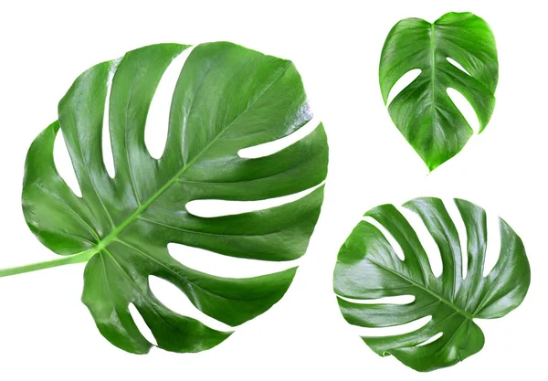 Tropische Blätter auf weiß — Stockfoto