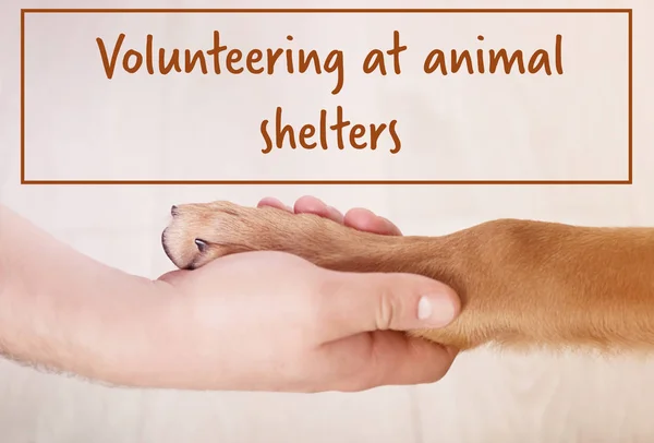 Concept of volunteering at animal shelters — Stock Photo, Image