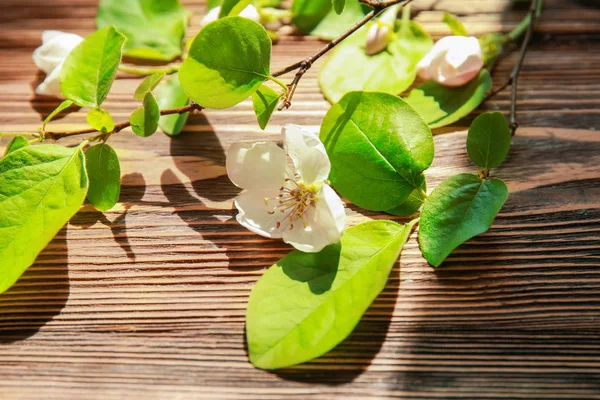 Vackra blommande blommor — Stockfoto