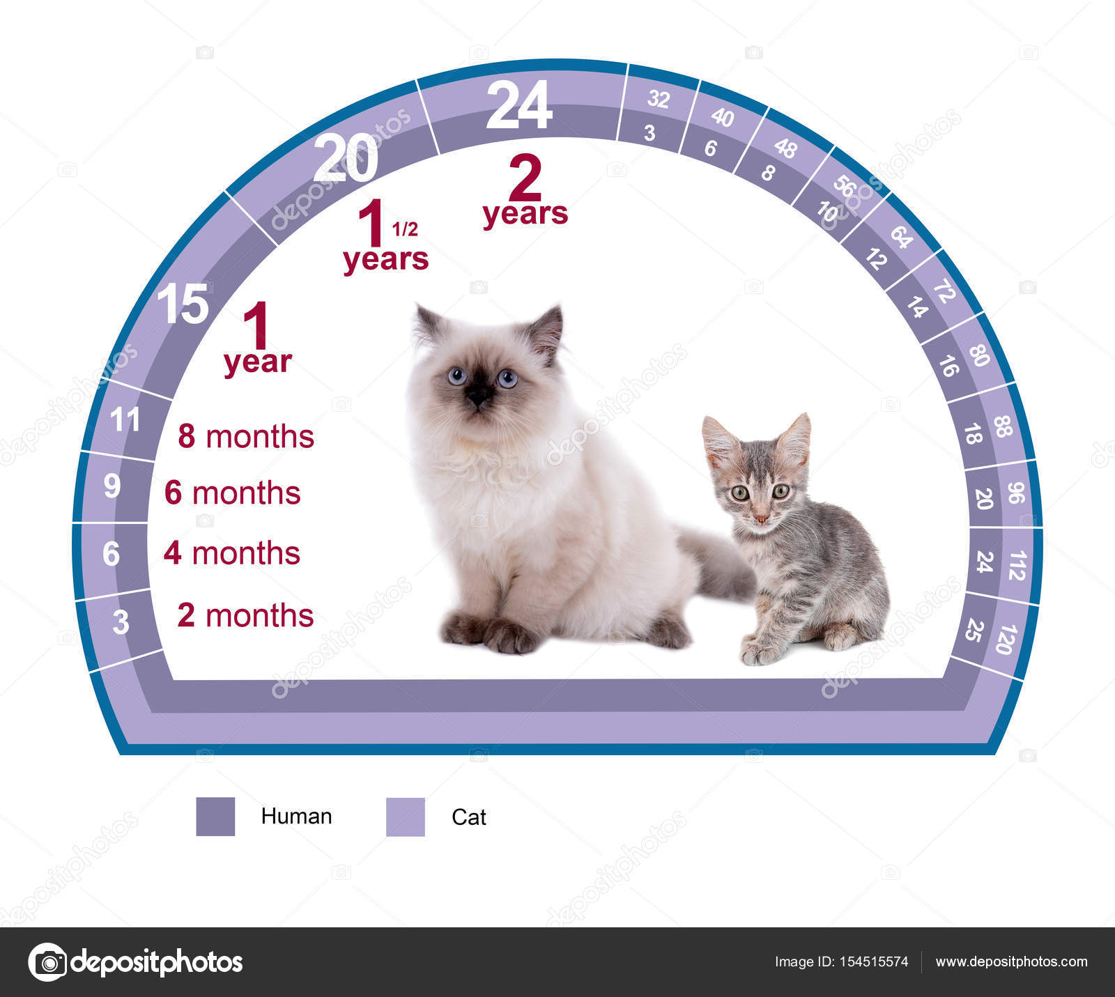 How Old Are Cats In Human Years Chart