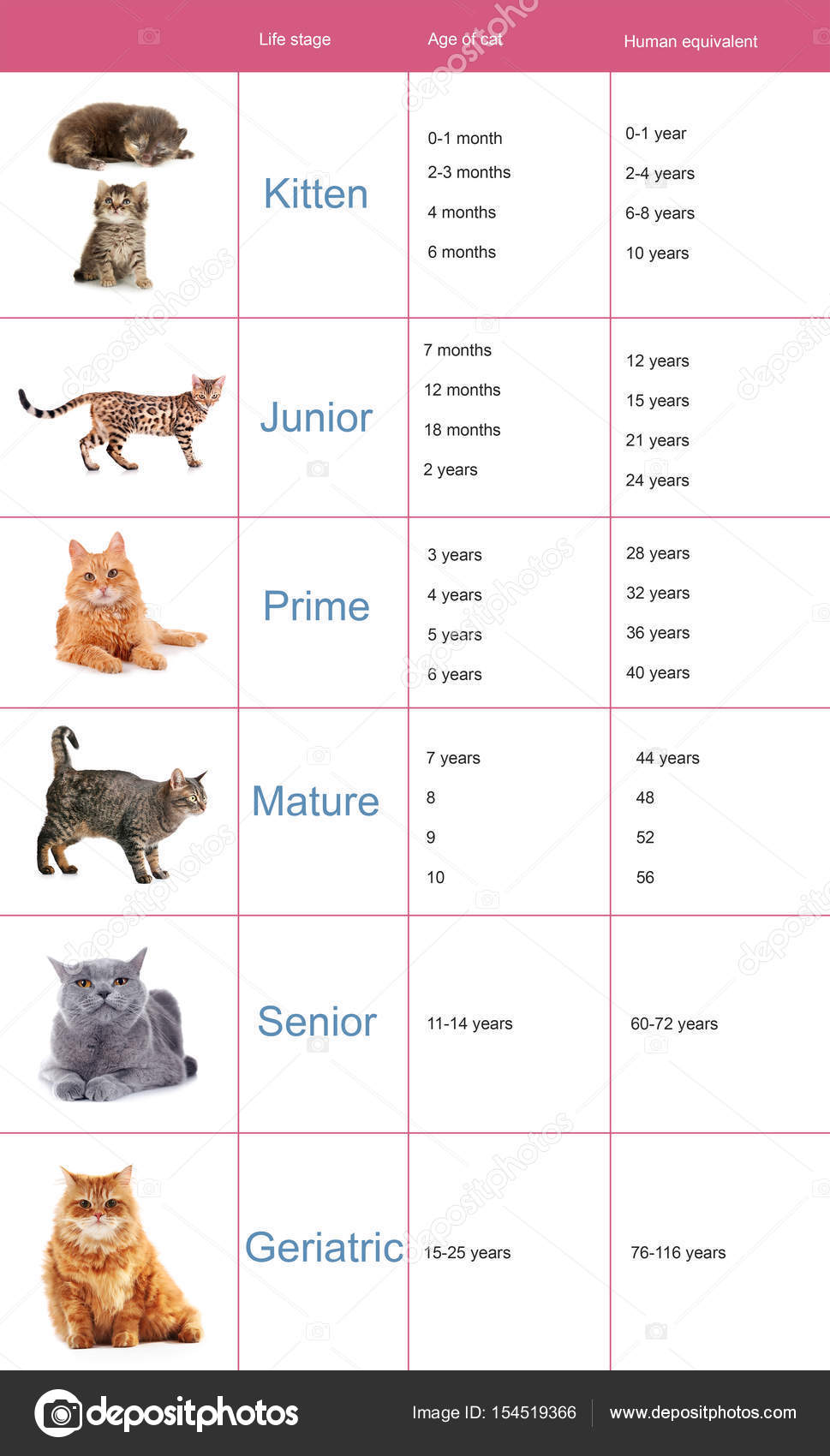 cat age chart months