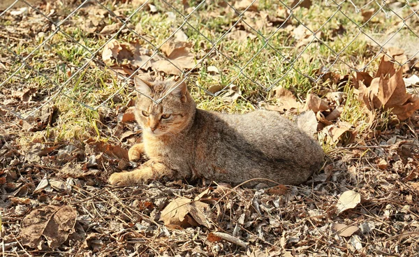 Roztomilý kočka na slunečný den — Stock fotografie