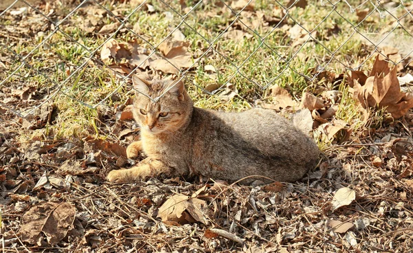 Gato bonito no dia ensolarado — Fotografia de Stock