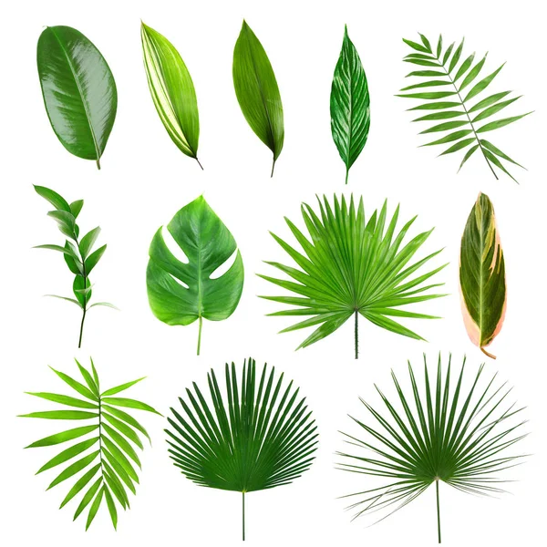 Different tropical leaves — Stock Photo, Image