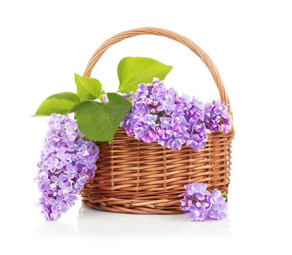 Wicker basket with  lilac flowers — Stock Photo, Image