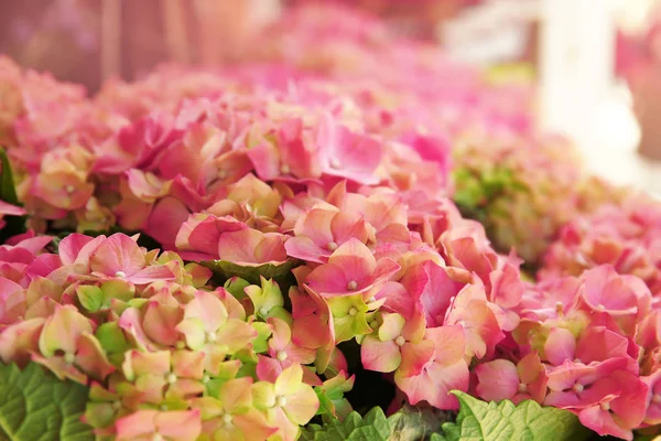 Boeket van Hortensia bloemen — Stockfoto