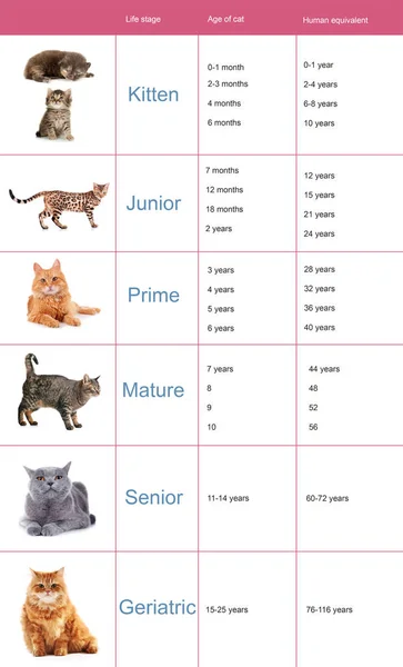 Pet age concept. Comparison chart of cat and human years as background