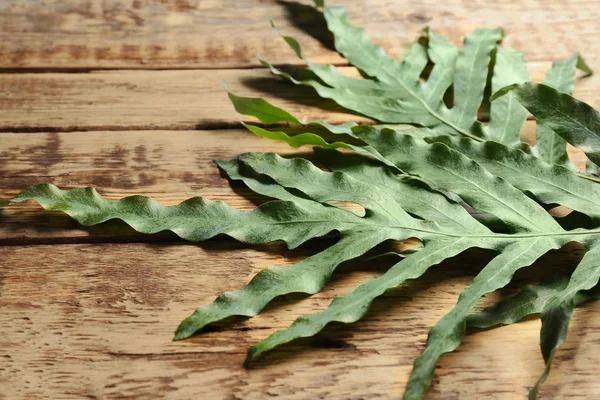 Green tropical leaves — Stock Photo, Image