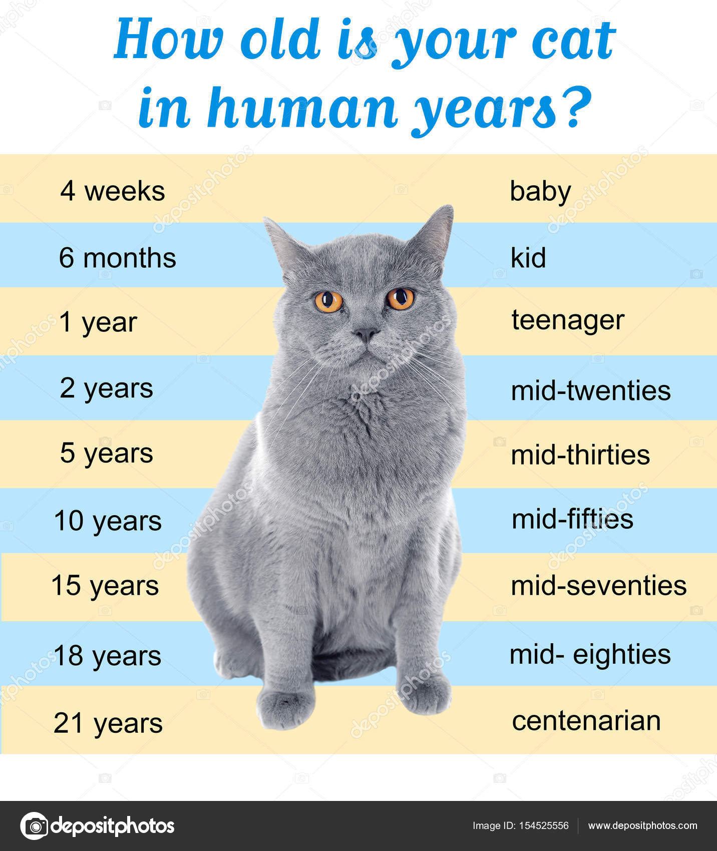 Age Of A Cat Chart