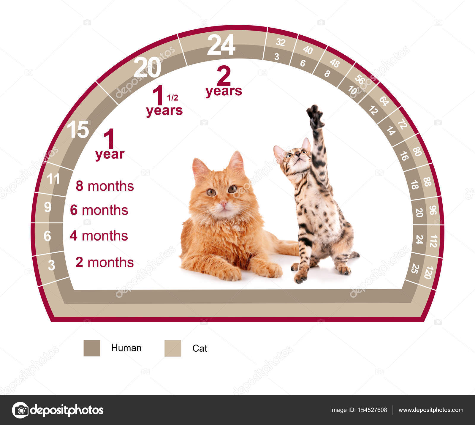 Cat Vs Human Years Chart