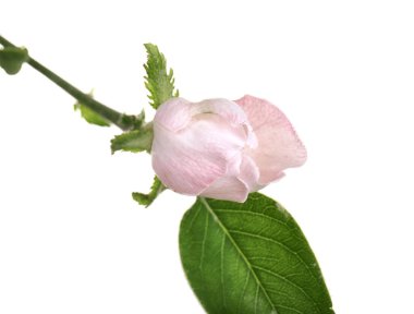 Açılmamış çiçek tomurcuk 