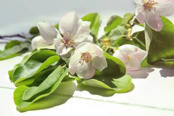 Branch of blooming tree flowers — Stock Photo, Image
