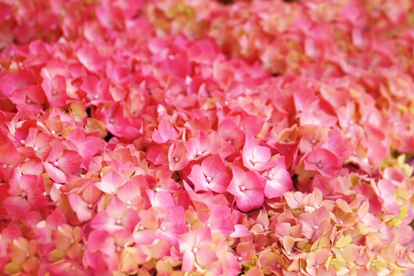 Ramo de flores de hortensias —  Fotos de Stock