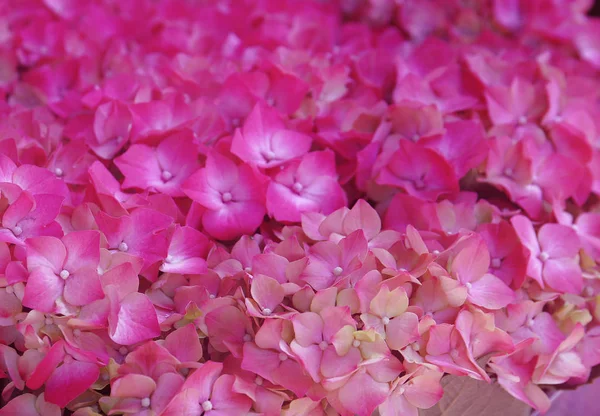 Ramo de flores de hortensias — Foto de Stock
