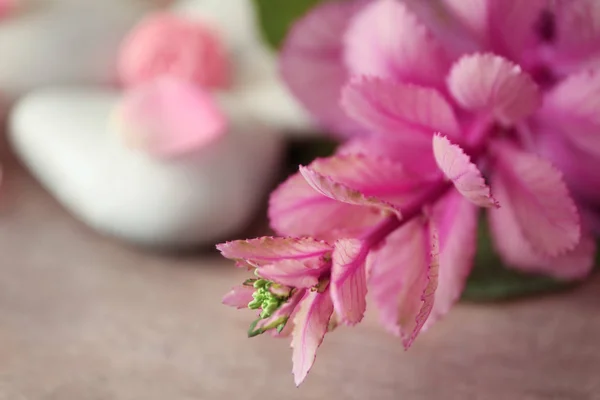 Декоративный розовый цветок — стоковое фото