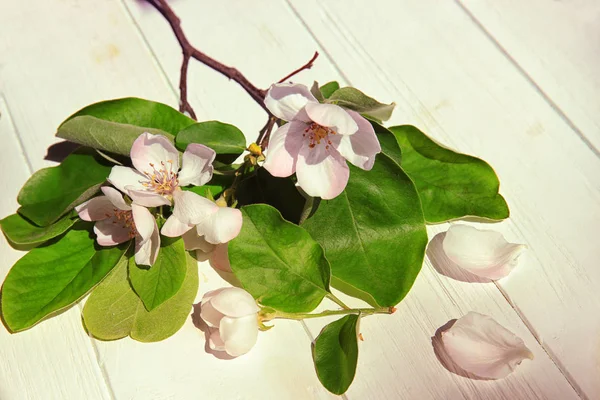 Gren av blommande träd blommor — Stockfoto