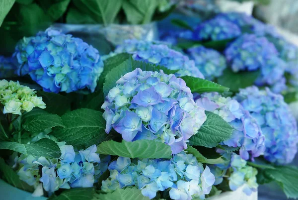 Bouquet di fiori di ortensia — Foto Stock