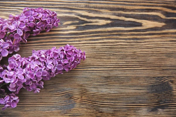 Rami di fiori lilla — Foto Stock
