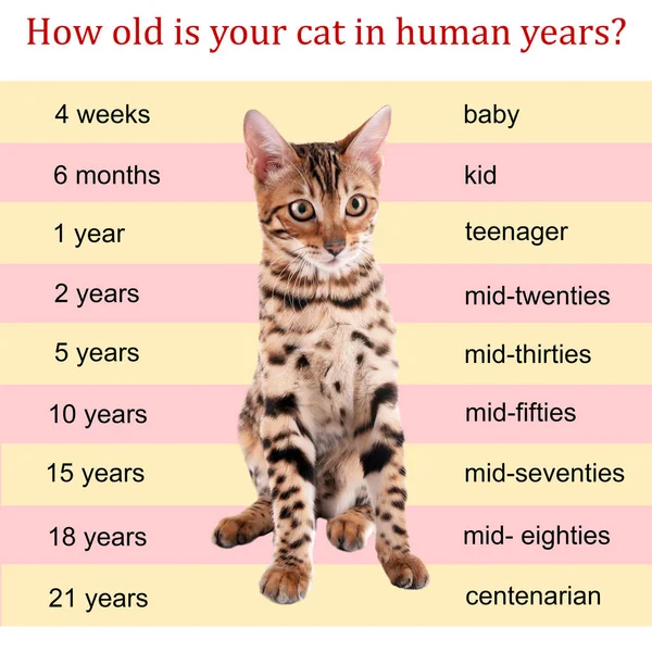 Pet age concept. Comparison chart of cat and human years as background