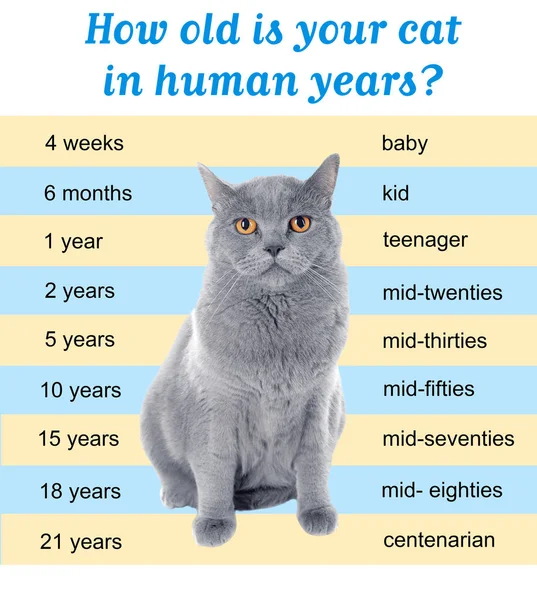 Pet age concept. Comparison chart of cat and human years as background