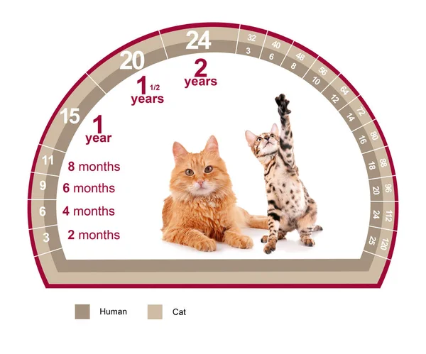 Pet age concept. Comparison chart of cat and human years on white background — Stock Photo, Image