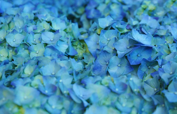 수 국 꽃의 꽃다발 — 스톡 사진