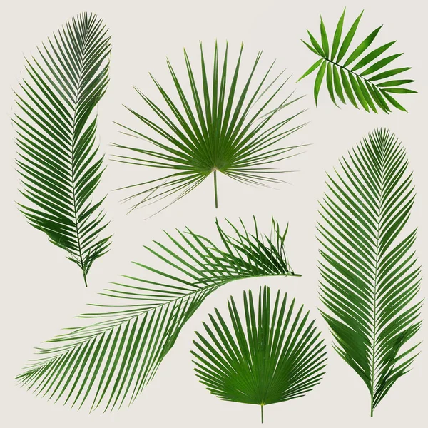 Different tropical leaves — Stock Photo, Image