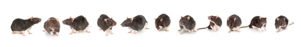 Lindas ratas en blanco —  Fotos de Stock