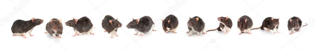 Cute rats on white 