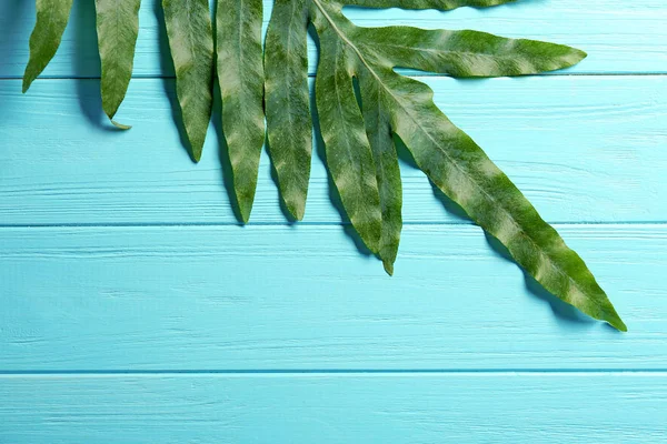 Folha tropical verde — Fotografia de Stock