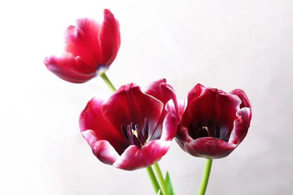 Schöne frische Tulpen — Stockfoto