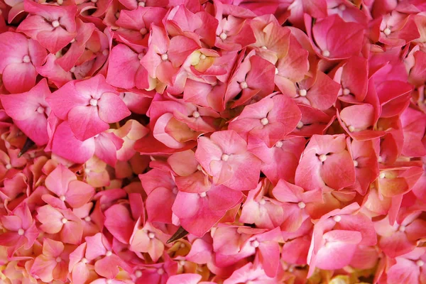 Ramo de flores de hortensias — Foto de Stock