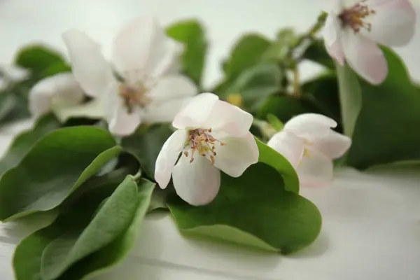 Branch of blooming tree flowers — Stock Photo, Image