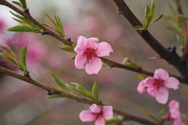 Çiçek açması meyve ağacının dalını