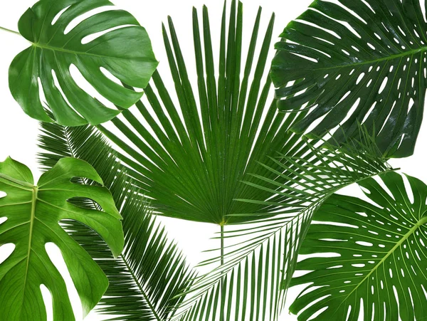 Zielone liście tropikalne — Zdjęcie stockowe