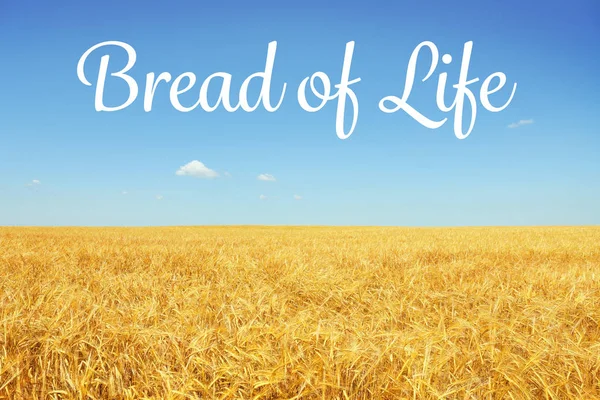 Text livets bröd och gyllene vetefält — Stockfoto