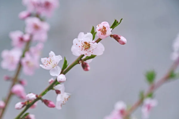 Branch of blossoming fruit tree — Stock Photo, Image