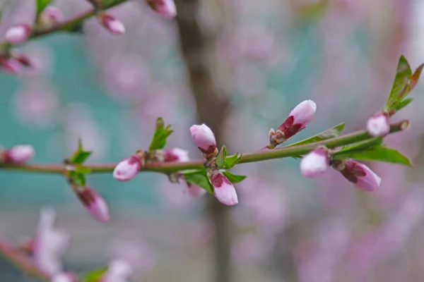 Pobočka kvetoucí ovocný strom — Stock fotografie
