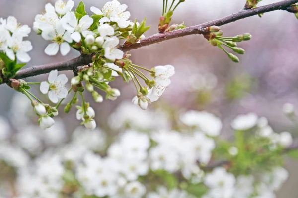 開花果樹の枝 — ストック写真