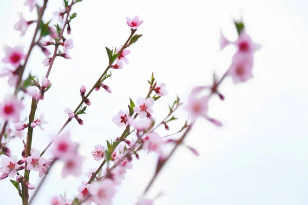 Rama de árbol frutal floreciente — Foto de Stock