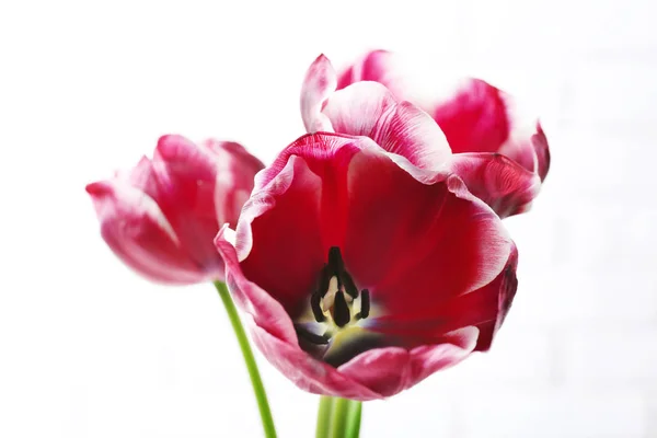 Schöne rote Tulpen — Stockfoto