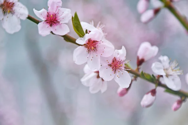 Pobočka kvetoucí ovocný strom — Stock fotografie