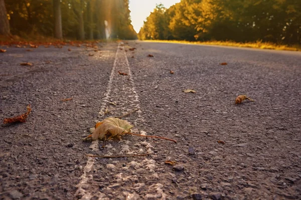 Autumn leaf on asphalt road — Stock Photo, Image