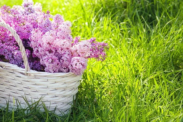 Koš s krásnými fialovými květinami — Stock fotografie