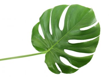 Monstera yaprak beyaz